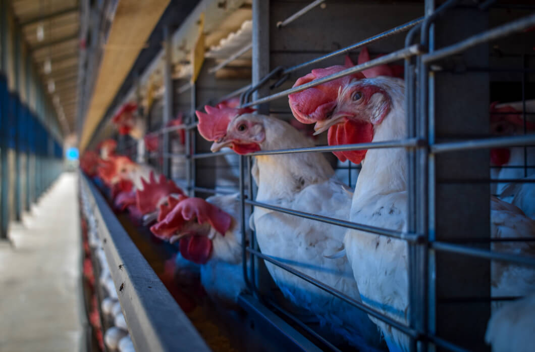 factory farm chickens
