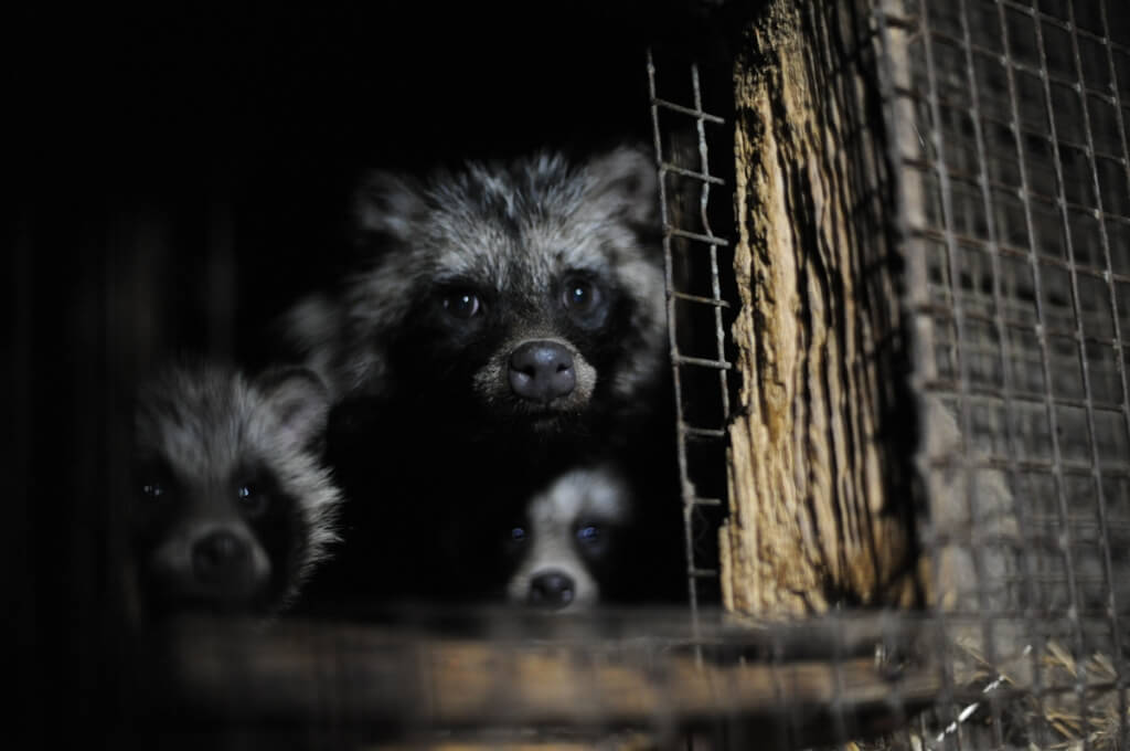 fur farming cage