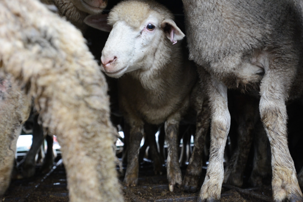 sheep animal transport