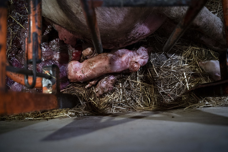 Piglets on a farm