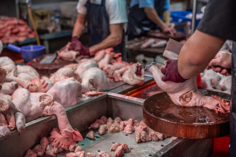 wet market slaughter