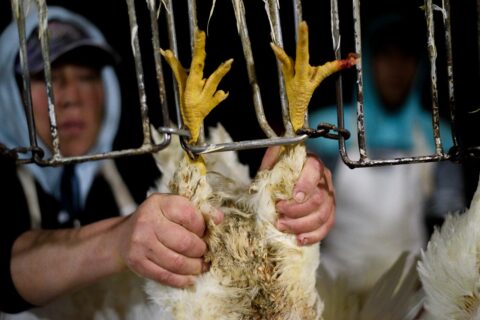 chicken slaughterhouse worker