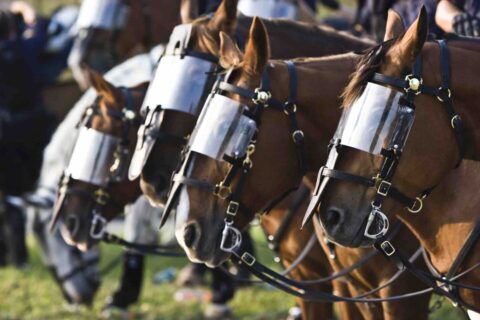 police horse protest