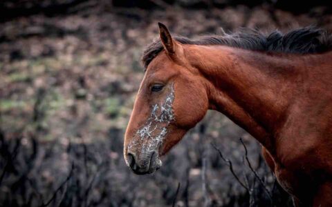 wild horse Brumby