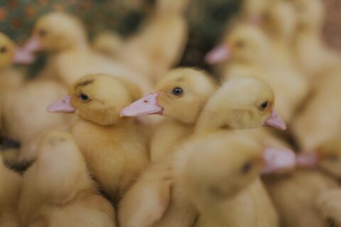 duck farm animals