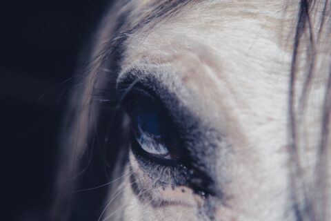 horse close up