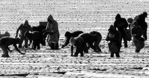 Farm workers in a field