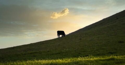 cow cattle field