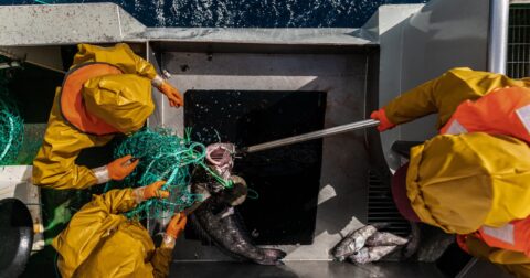 Aerial shot of the crew catching fish (January 2019   Antarctica)