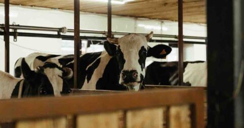 cows looking over stalls