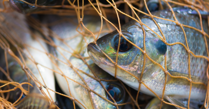 Fish in fishing net