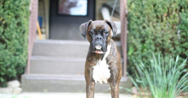 A boxer dog in a front yard