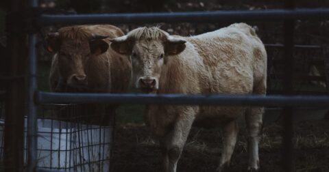 two cows behind a gate