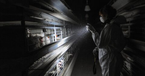 An investigator in an enriched cage hen farm in Sweden.