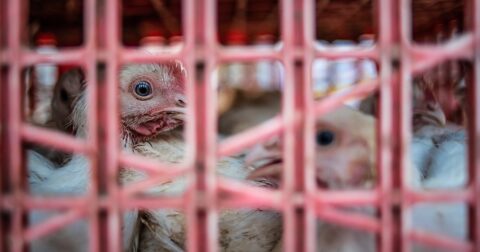 hens looking out through the slit of their plastic crate