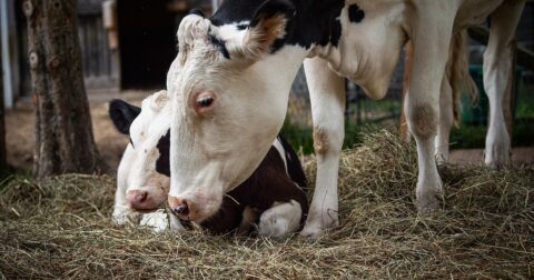 Cow and calf at SAFE sanctuary