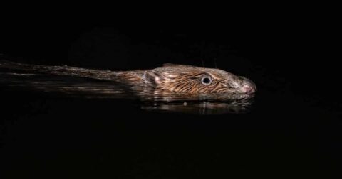 european beaver