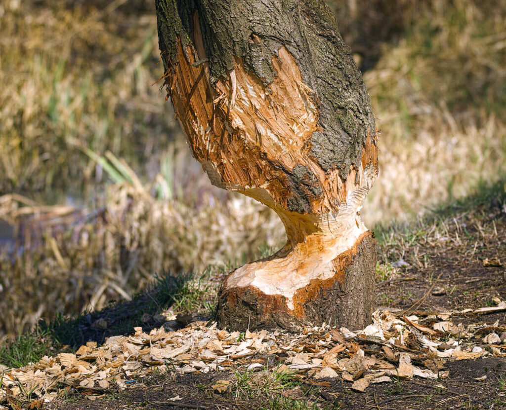 beaver tree