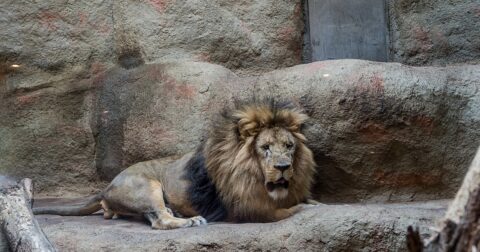 lion zoo