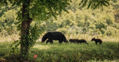 black bears