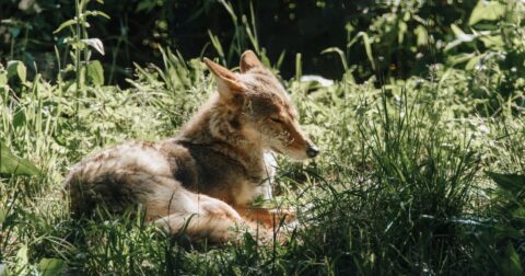 coyote