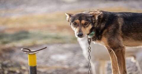 sled dog