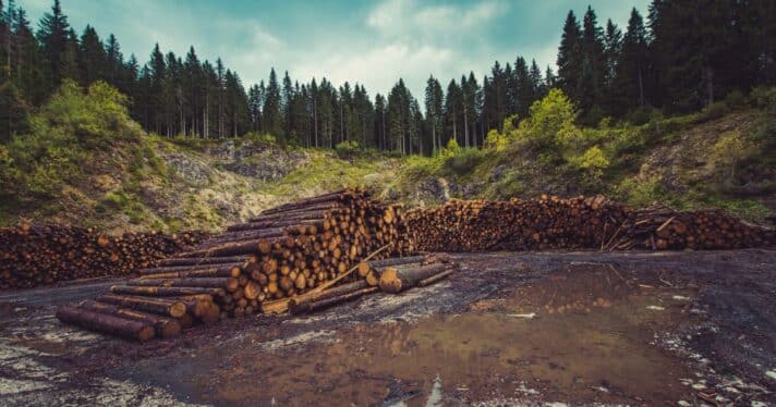 Logs of wood sit in a now open field, with trees in the distance.