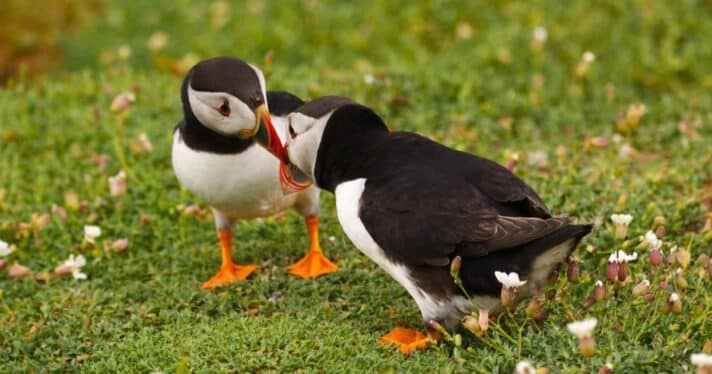 Two puffins