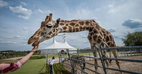 giraffe zoo