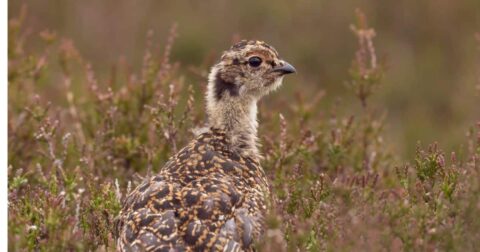 baby grouse