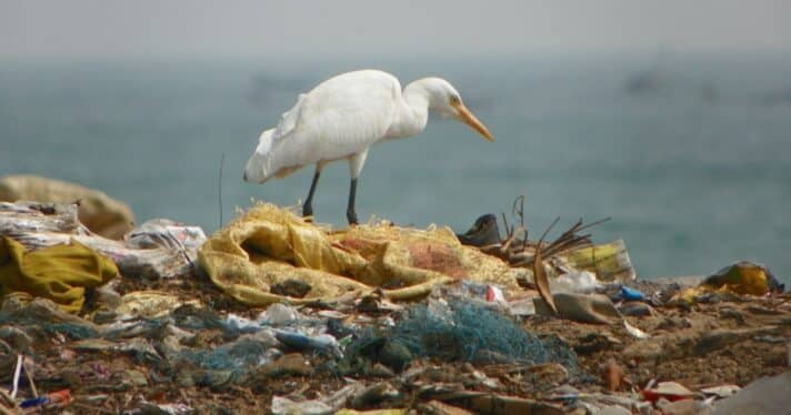 A bird walking on garbage on the beach