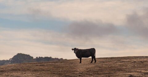 farmed animals in drought