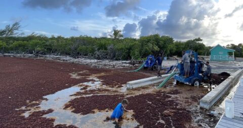 Carribean sargassum