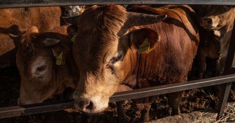 cattle ranching terrible biodiversity