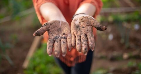 Soil microbiome study