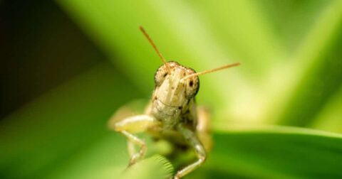 Insect Farming