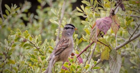 how climate change killed migratory birds