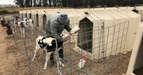 meat companies turn to prison labor