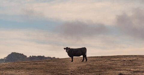 How Cattle Ranchers in the West Cut Off Indigenous Water Rights