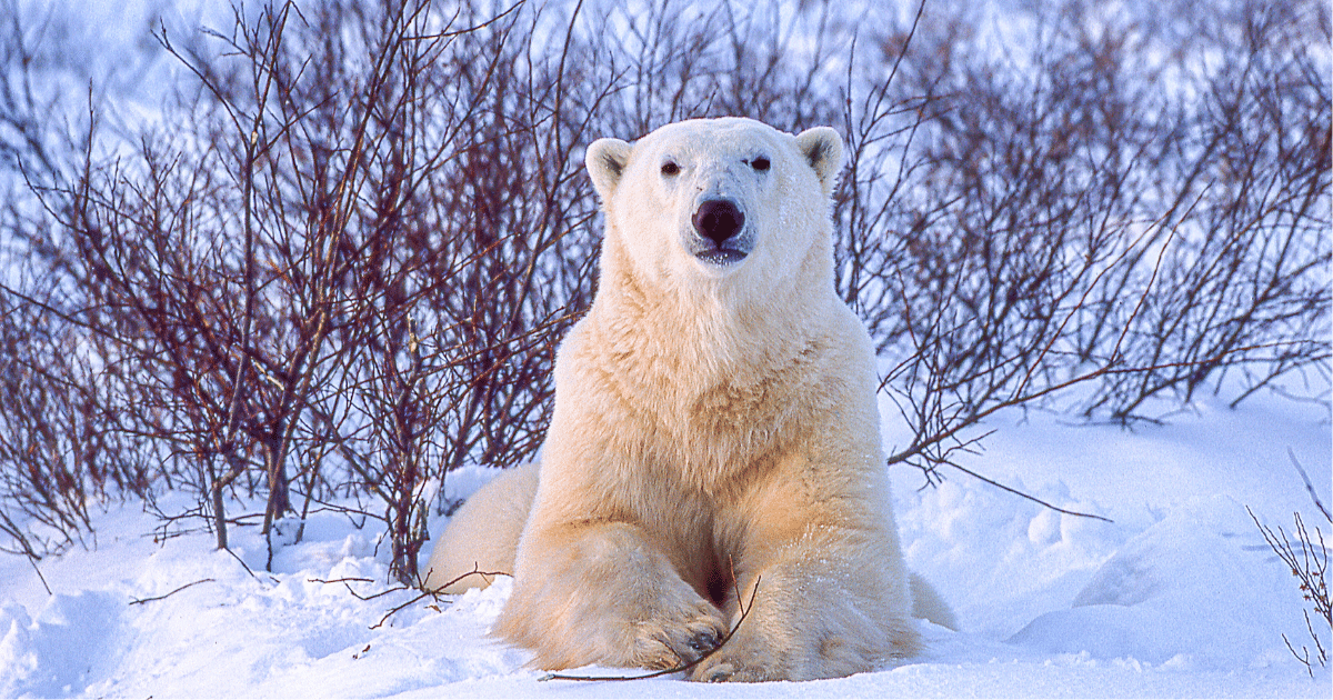 image of polar bear