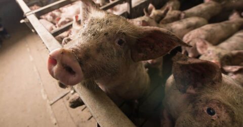 pig confined on farm, EATS Act threatens state laws