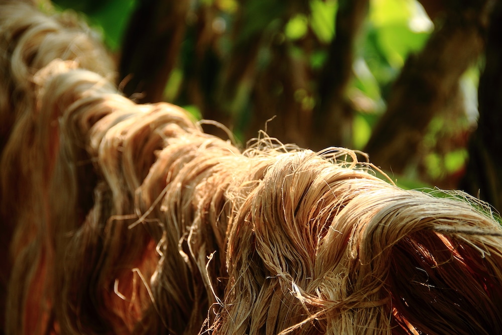 banana crop leftovers hung out over branch, vegan leather maker