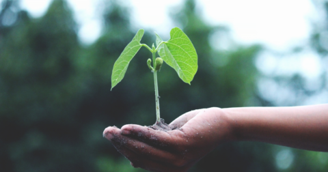 A hand holding a seedling.