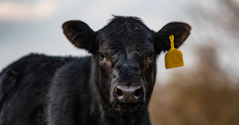 A closeup of a black angus calf.