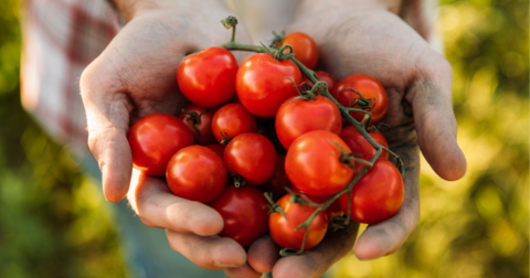 Hands holding a vine of tomatoes.