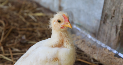 Closeup of sick-looking chicken