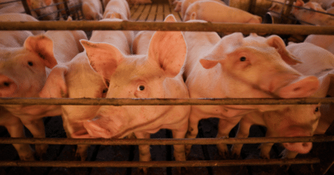 Hogs in CAFO looking through bars