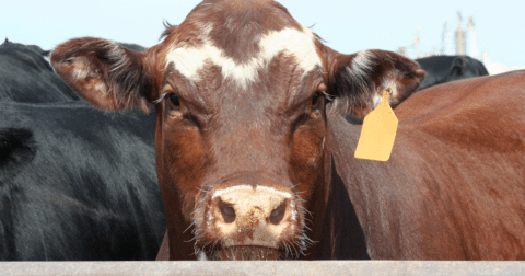 Hereford cow in the Texas panhandle