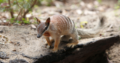 A numbat