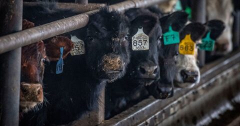 Group of cows staring at camera